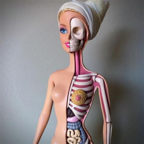 Barbie Doll Anatomy Barbie Mala Maqueta Cuerpo Humano Barbie