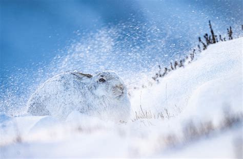 Scottish Wildlife James Roddie Photography