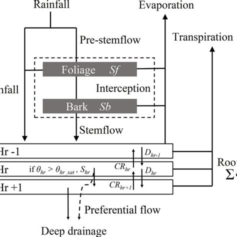 Schematic Representation Of The Water Fluxes And Pools In The Water