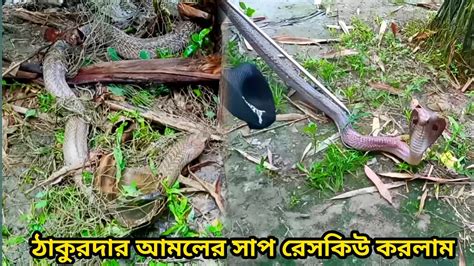 এট নক ঠকরদর আমলর সপ সতয ভব যয Big Size Venomous