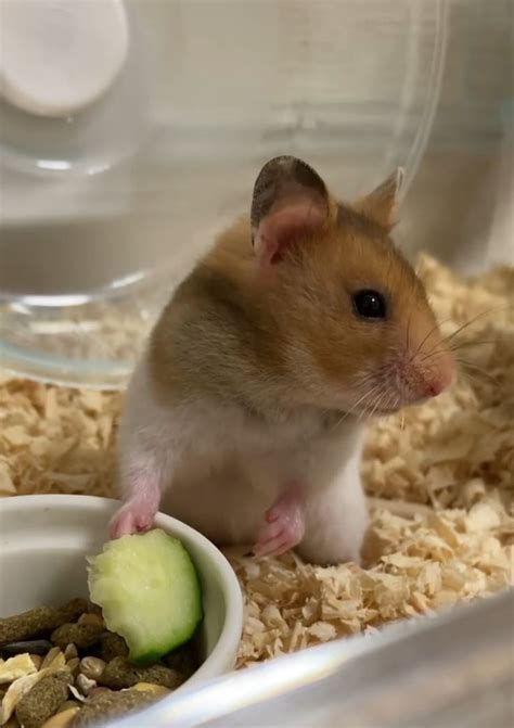 Pin By Jacqueline Grootelaar On Hamsters And My Hamster In Cute