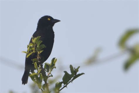 Vieillots Black Weaver Holmen Birding Safaris