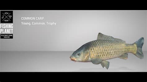 Fishing Planet Sander Baggersee Lake Trophy Common Carp Bottom