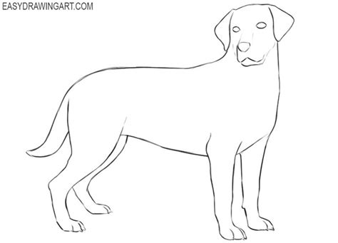 How To Draw A Labrador Easy Step By Step Labrador Drawings Labrador Dog