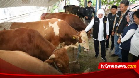 Jelang Idul Adha Gubernur Khofifah Ketersediaan Hewan Kurban Di