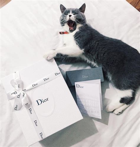 Ph T Ghen V I Nh Ng H Nh Khoe H Ng Hi U C A Hot Girl Vi T