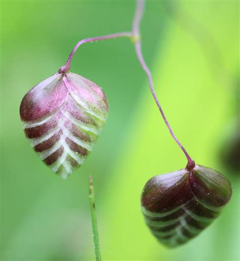 Wallpaper Nature Grass Branch Fruit Insect Green Canon Blossom