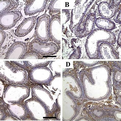 Representative Photomicrograph Of Testicular Tissues Of Rabbits From