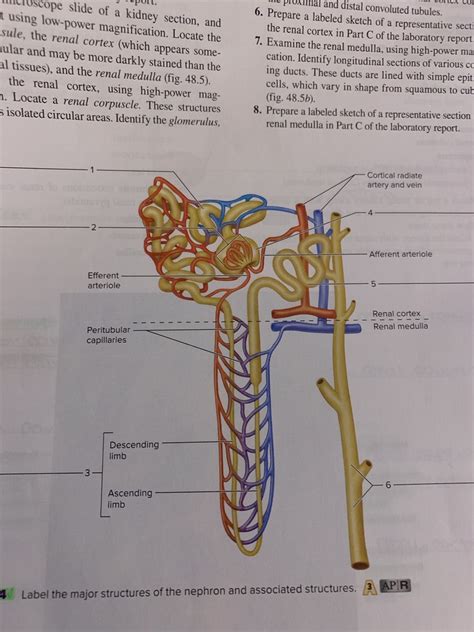 A P Lab Exam Nephron Diagram Quizlet