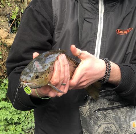 First Ever Trout Good Size Rtroutfishing