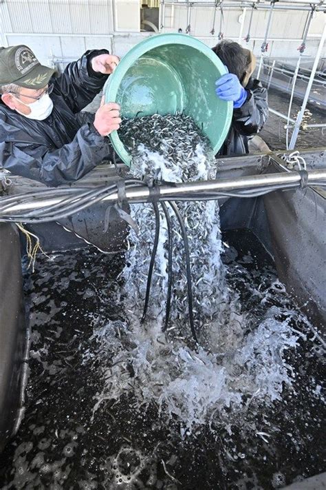 稚アユ出荷大詰め 下野｜web写真館 ニュース｜web写真館｜下野新聞デジタル