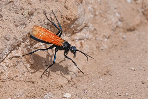 Tarantula Hawk Tarantula Hawks Pepsis Sp Are Large Paras Flickr