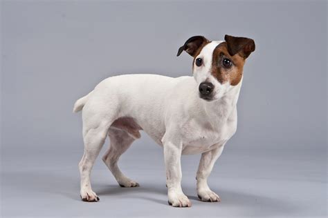 Interested Smooth Coated Jack Russell Terrier Stands On Gray Background