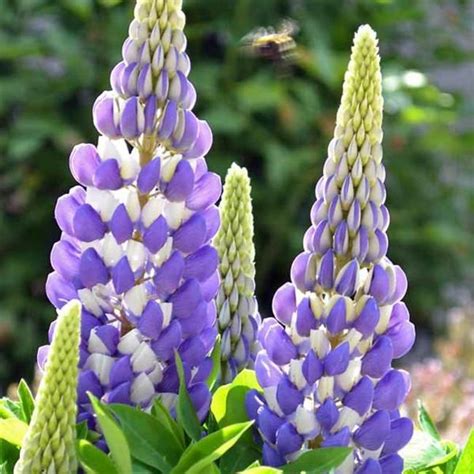 Purple Lupine - Etsy