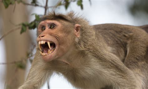 Fun With Rhesus Macaques