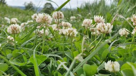 Clover and Microclover Lawns - what's the big deal? | OSC Seeds