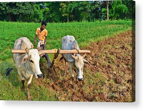 Traditional Ploughing Stock Illustrations – 60 Traditional - Clip Art ...