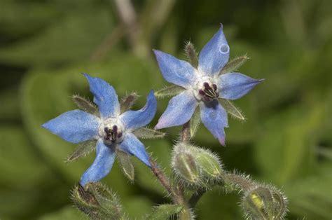Borage - What Is Borage Used For?