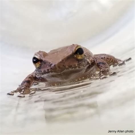 Rapid Response - Kauai Invasive Species Committee (KISC)