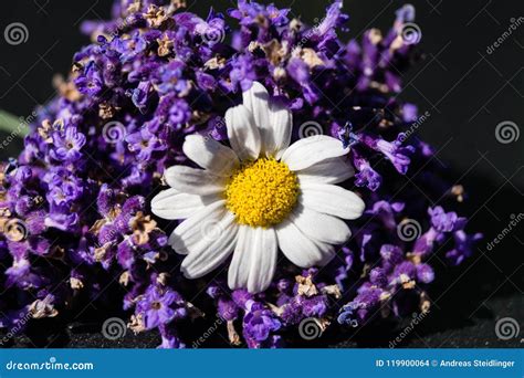 Alternative Medicine With Lavender Stock Photo Image Of Flora