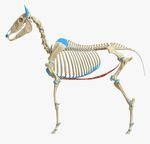 Equine Spine And Head Anatomy Physiopedia