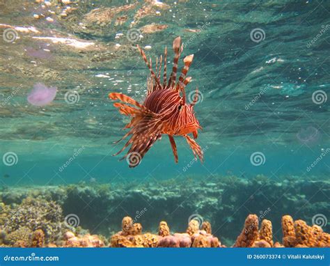 Lion Fish In The Red Sea In Clear Blue Water Hunting For Food Stock