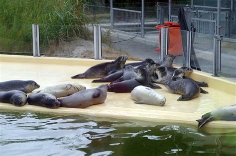 49 Frisch Fotos Seehundstation Nationalpark Haus Zuwachs Im Team Der