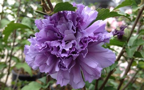 Buy Blueberry Smoothie™ Ppaf Althea Rose Of Sharon 3 Gallon