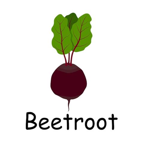 Premium Vector Beetroot Illustration Flat Vector Vegetables Flashcard