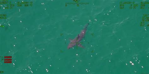 Great White Sharks Spotted By Mass Police Swimming Off Cape Cod Beaches