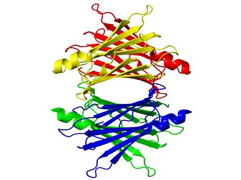 Amyloidosis Types | Amyloidosis Center