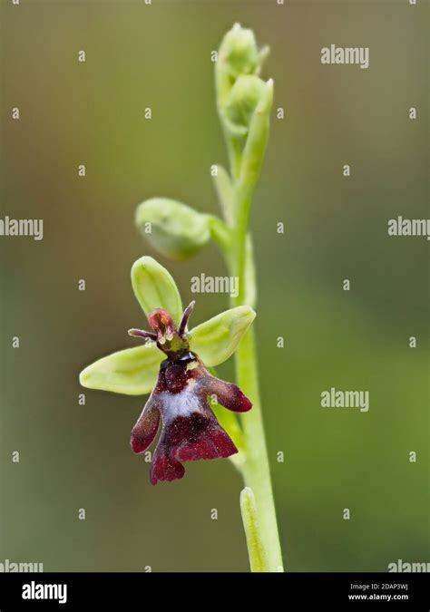 Fly Orchid Ophrys Insectifera Locally Rare Plant Queensdown Warren