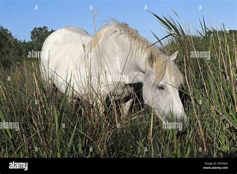 Camargue Horse Standing In Swamp Eating Grass Saintes Marie De La