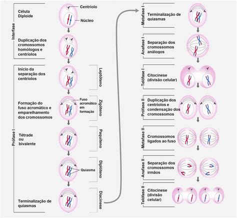 Meiose O que é fases características e sub divisões