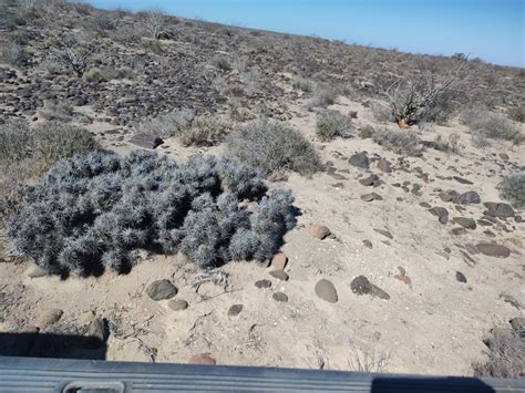 Corynopuntia invicta from Mulegé B C S México on June 10 2023 at 09