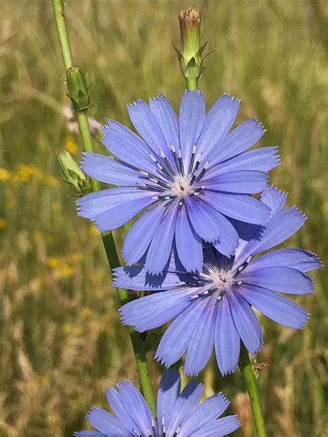 Wild Chicory