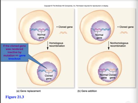 Genetics Exam Ch And Flashcards Quizlet