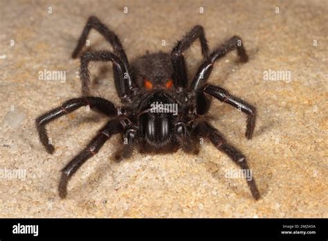 Funnel Web Spider Us 2025 Release Date Sara R Rolleston