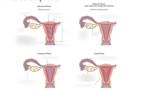 Menstrual Phase Diagram Quizlet