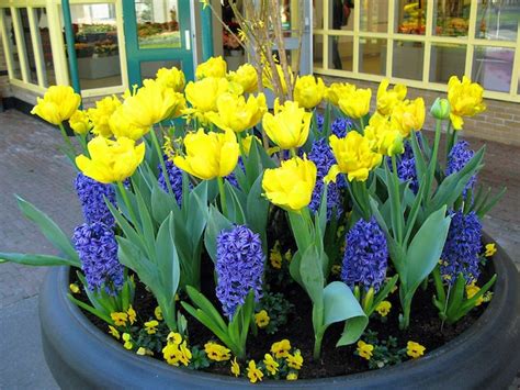 Premium Photo Beautiful Spring Blue And Yellow Flowers Beautiful