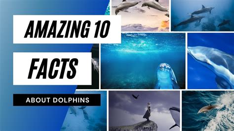 🐬amazing 10 Facts About Dolphins Dolphins 10 Amazing Facts About