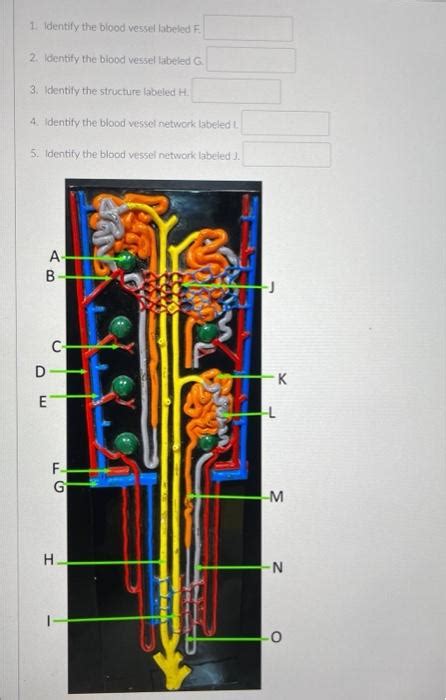 Solved 1 Identify The Blood Vessel Labeled F 2 Centity Chegg