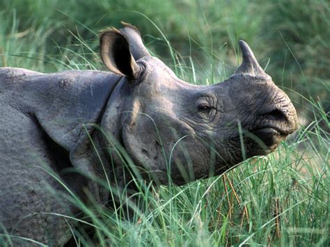 Greater One-Horned Rhino | Species | WWF