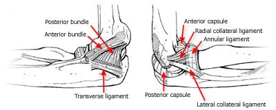 Elbow - Physiopedia