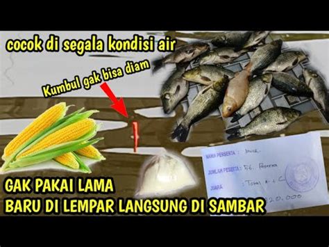 Gacor Abistanpa Essen Umpan Jagung Berulah Lagi Borong Ikan Amplop