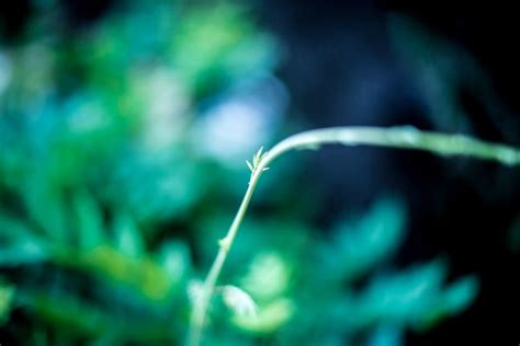 Free Images Nature Drop Light Bokeh Abstract Plant White