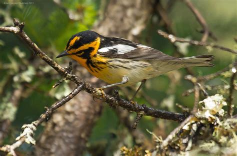 Blackburnian Warbler Breeding Male Blackburnian Warbler Flickr