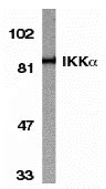 Ikk Alpha Antibody Unconjugated Rabbit Polyclonal Biozol