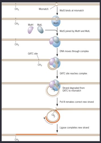 Lecture 3 DNA Damage And Repair Flashcards Quizlet