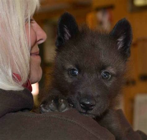 Colorado Wolf and Wildlife Center - ZooBorns